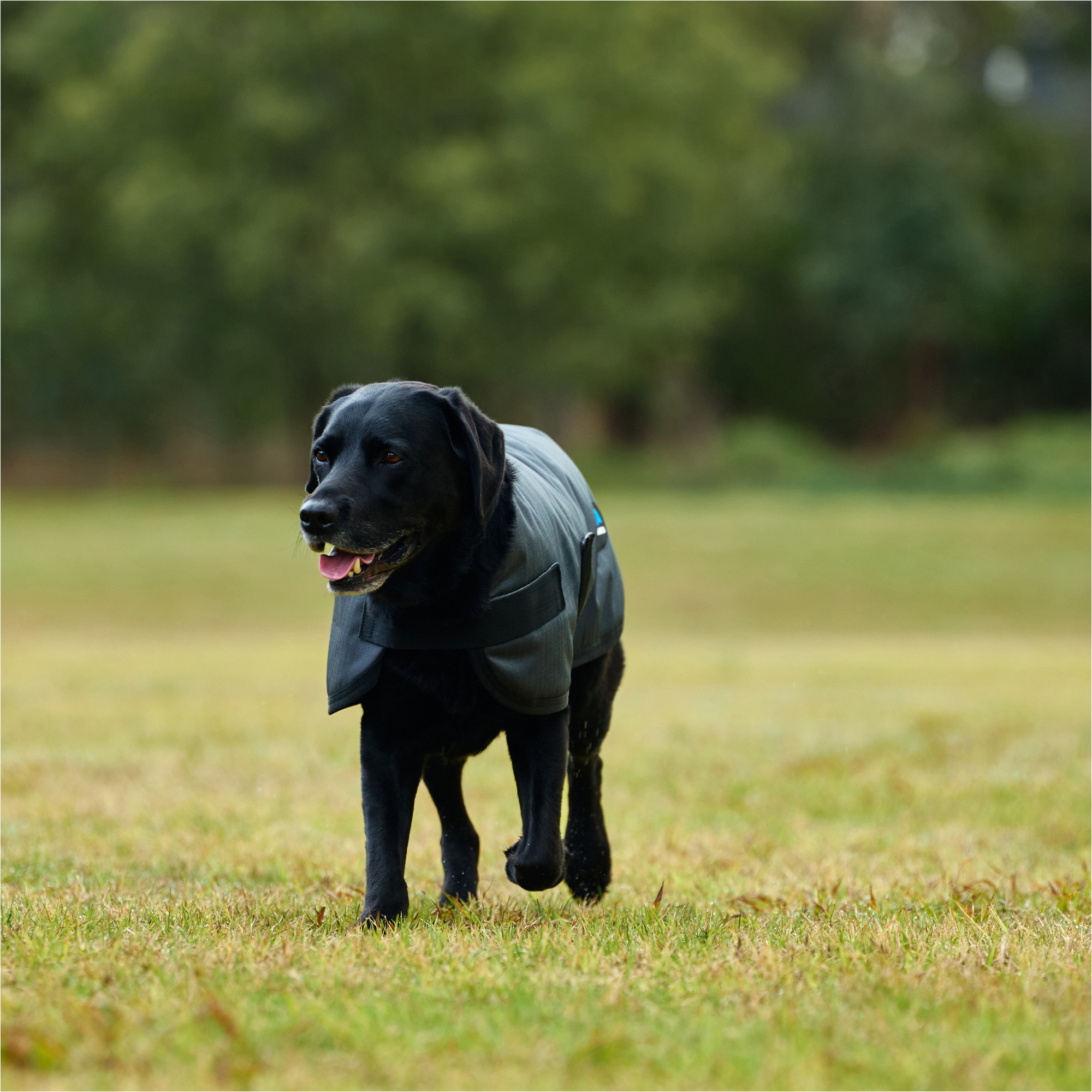 2025 Weatherbeeta Comfitec Classic Waterproof Dog Coat 1029048 - Charcoal